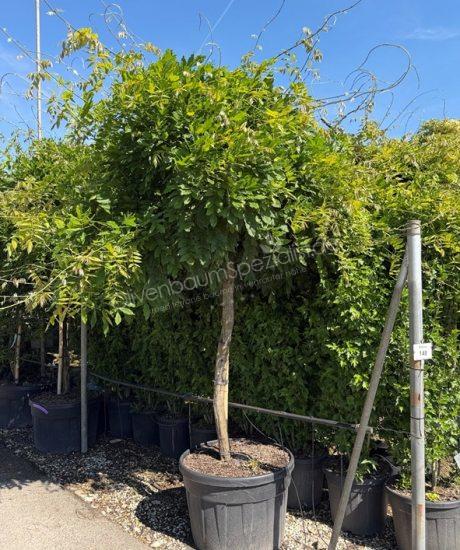 Wisteria hochstamm kaufen