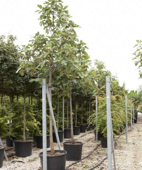 Feigenbaum Hochstamm kaufen