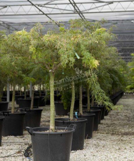 Acer palmatum kaufen