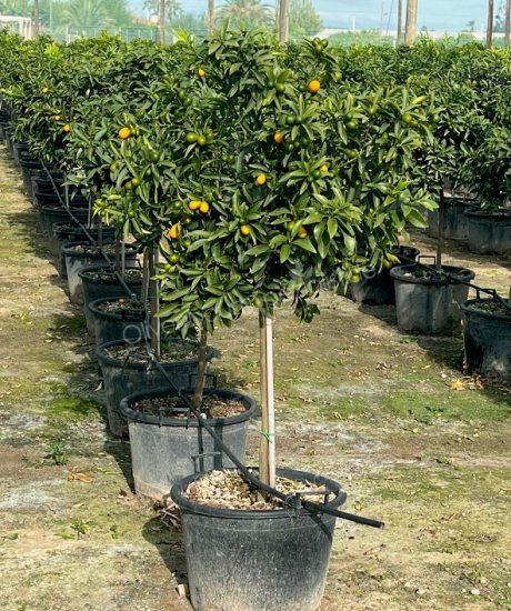 Kumquatbaum kaufen