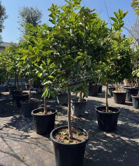 Citrus latifolia - Limettenbaum