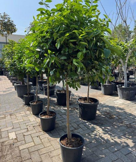 Limettenbaum - Citrus latifolia | Citrus latifolia  5/10cm Stammumfang   Hhe inkl. Topf 130cm  Topfhhe 20cm  Topfdurchmesser 20cm | Zitrusbaum  kaufen (Citrus Lemon) |  Der Spezialist fr immergrne