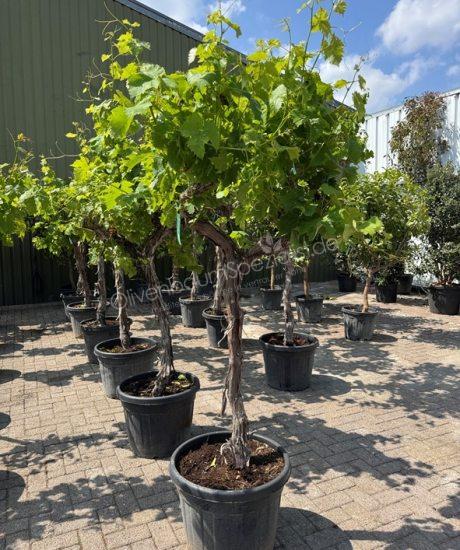 Vitis vinifera - Weinrebe - Weinrebe kaufen