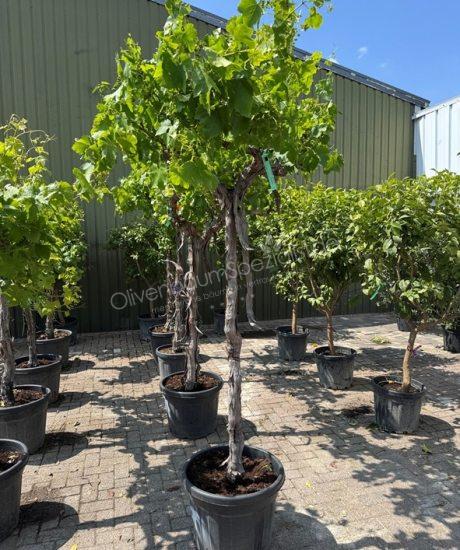 Vitis vinifera - Weinrebe