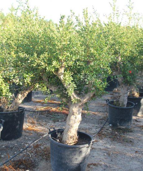 Granaatappelboom kopen