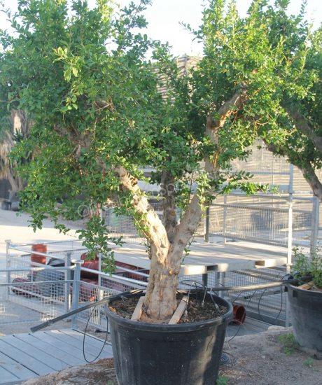 Granatapfelbaum 
