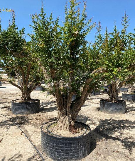 Granatapfelbaum kaufen