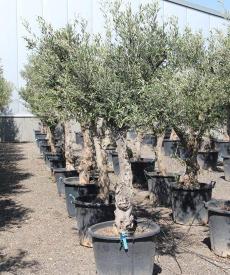 Olivenbaum knorrig