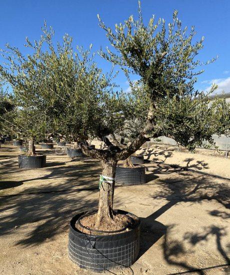 Olivenbaum regional mit einer weit ausladende gewundene Krone aus Leon 
