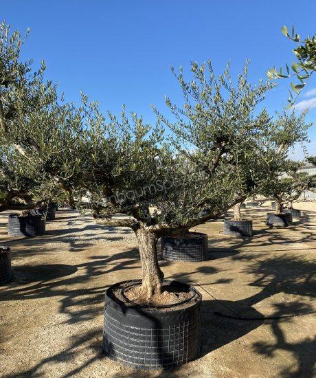 Olivenbaum regional mit einer weit ausladende gewundene Krone aus Leon 