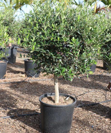 Kaufen Sie jungen Olivenbaum in einem Topf