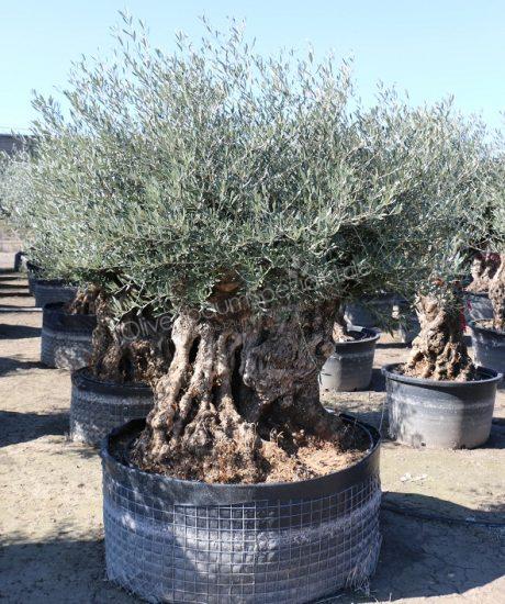 Olivenbaum Bonsai kaufen 160/180cm Stammumfang