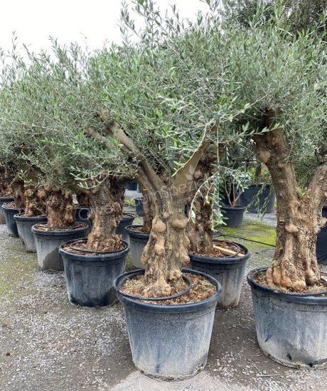 Olivenbaum knorrig 60/70cm Stammumfang Kurzstamm