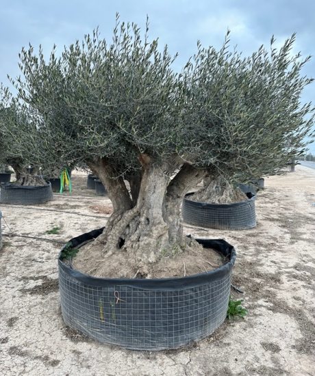 Olivenbaum Bonsai Kaufen mit vier Stämmen