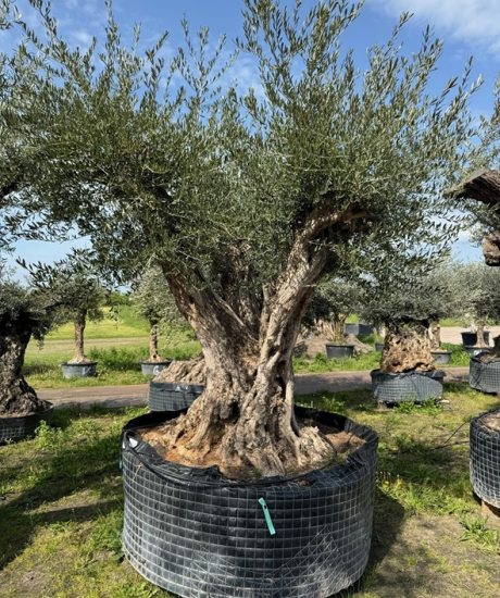 Olivenbaum Regional kaufen in voller Große aus Pyrenäen 240/260cm Stammumfang