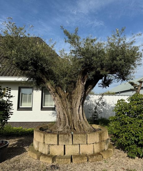 Olivenbaum Regional kaufen in voller Große aus Pyrenäen 280/300cm Stammumfang