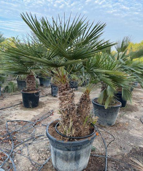 Chamaerops humilis - Europäische Zwergpalme Mehrstamm