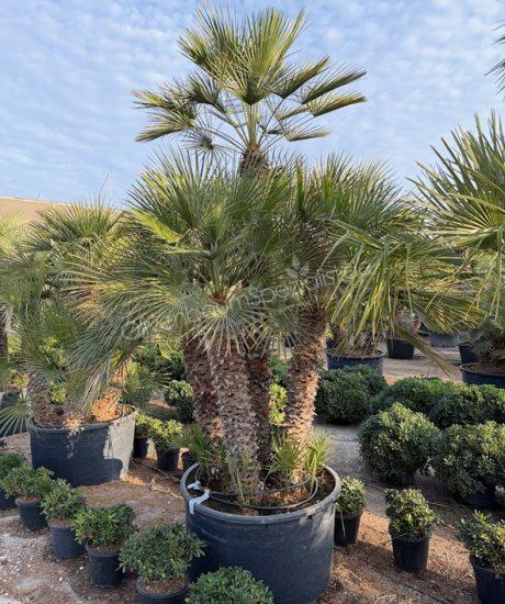 Chamaerops humilis - Europäische Zwergpalme Mehrstamm