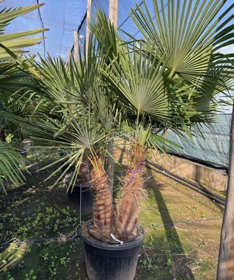 Mehrstämmige Chinesische Hanfpalme kaufen - Trachycarpus fortunei