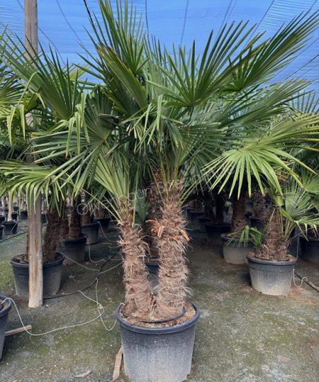 Trachycarpus fortunei - Chinesische Hanfpalme - Mehrstämmige Chinesische Hanfpalme Kaufen