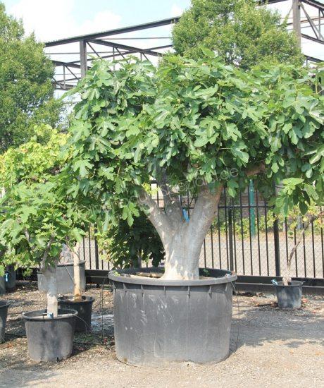 Ficus carica Kurzstamm kaufen