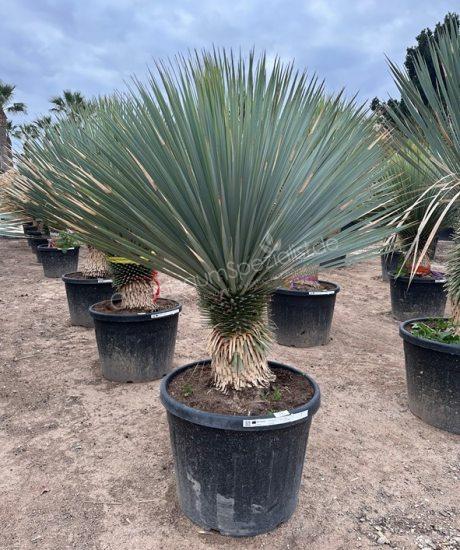 Yucca rostrata kaufen