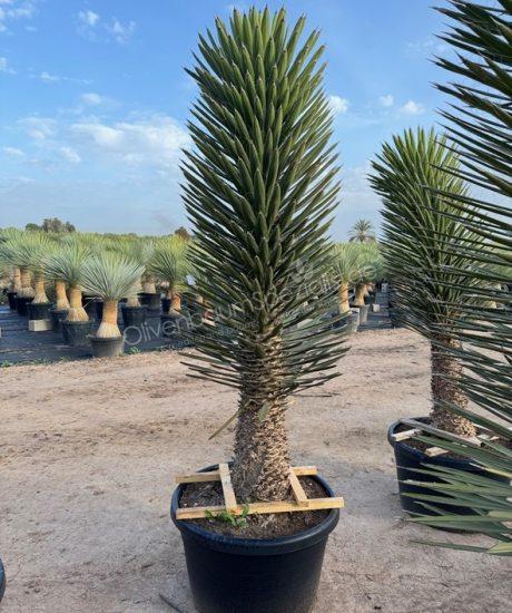 Yucca filifera kaufen