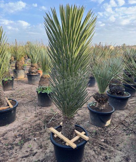 Yucca filifera kaufen
