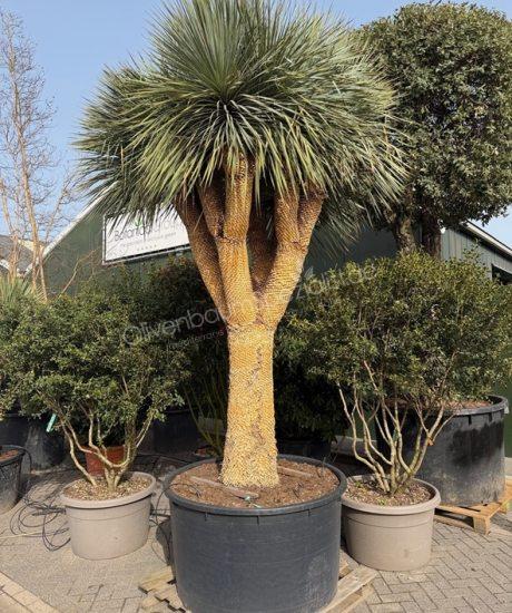 Yucca rostrata kaufen