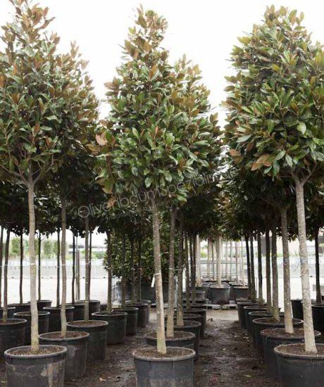 Magnolia grandiflora Hochstamm kaufen