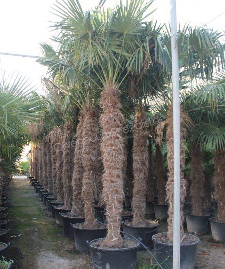 Trachycarpus fortunei eine chinesische Fächerpalme
