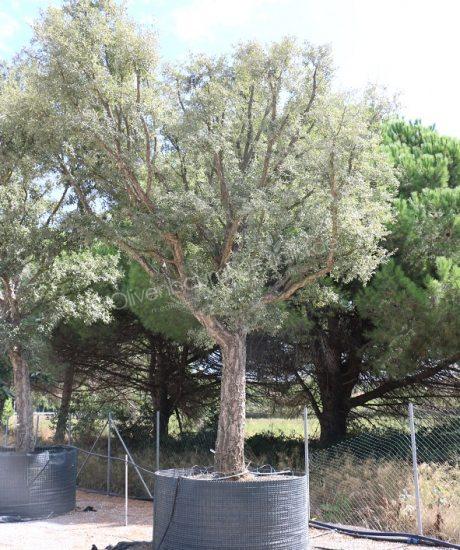 Quercus Suber Solitär 