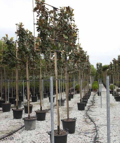 Immergrüne Magnolie Spalierbaum kaufen 