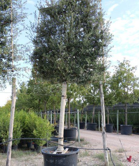 Quercus Ilex Spalierbaum kaufen