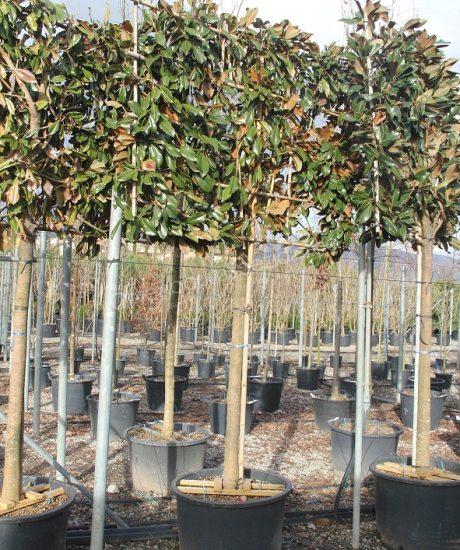 Magnolia Grandiflora Spalierbaum kaufen