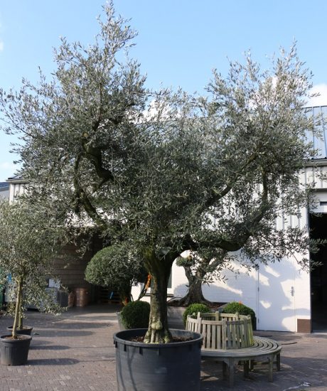 Kaufen Sie Forma Toscana Olivenbäume in einem Topf
