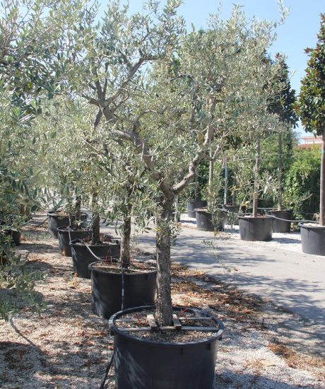 Bestellen Sie Olivenbäume Forma Toscana in einem Topf