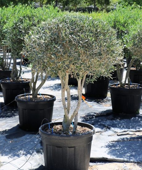 Kaufen Sie einen italienischen Olivenbaum mit mehreren Stielen in einem Topf