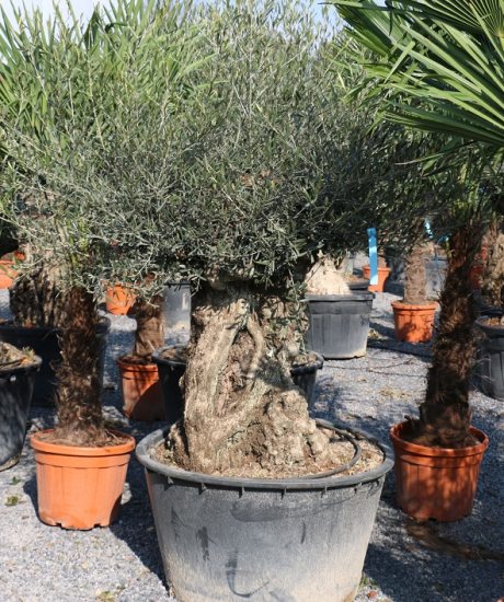 Olivenbaum Bonsai mit einer Höhe von 230 cm