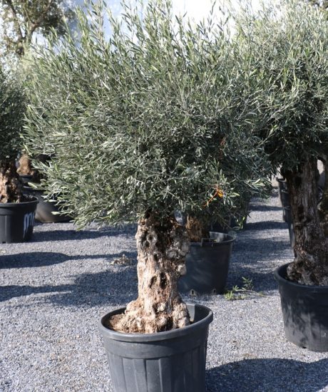 Olivenbaum Bonsai mit einer Höhe von 190 cm