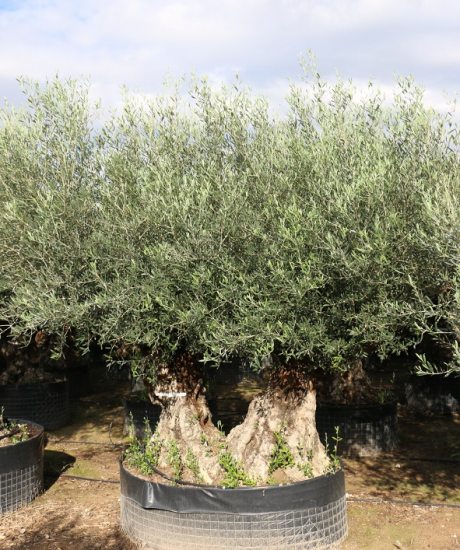 Kaufen Sie Olivenbaum-Bonsai mit 2 Stielen