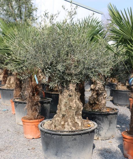 Olivenbaum Bonsai kaufen 100/120cm Stammumfang