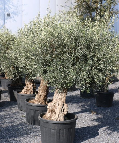 Olivenbaum Bonsai kaufen 60/80cm Stammumfang