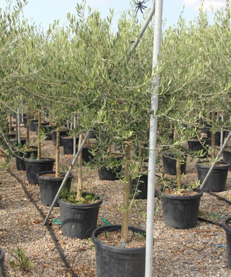 Olivenbaum Forma Toscana in einem Topf mit einem Stammumfang von 10 bis 15