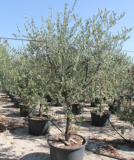Olivenbaum Forma Toscana in einem Topf mit einem Stammumfang von 20 bis 25 cm