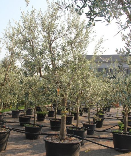 Bestellen Sie den Olivenbaum Forma Toscana in einem Topf