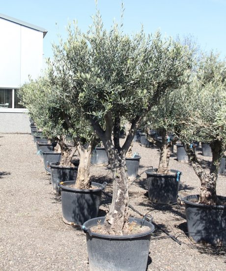 Kaufen Sie einen wunderlichen Olivenbaum mit einer Höhe von 250 cm