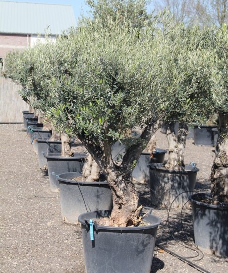 Kaufen Sie Olivenbaum skurrilen Form mit einem niedrigen Stamm von 200 cm