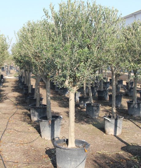 Olivenbaum kaufen 20/30cm Stammumfang  Hochstamm 