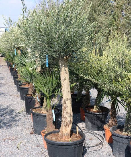 Kaufen Sie einen Olivenbaum mit einem hohen Stamm mit einer Höhe von 250 cm